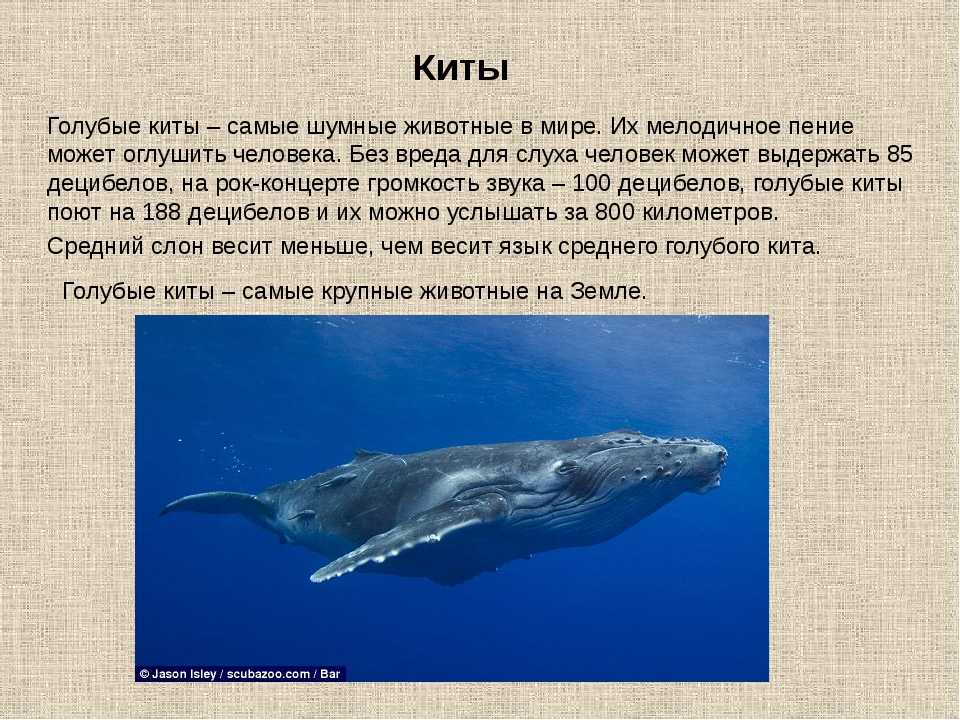 Краткое содержание голубой. Рассказ про кита. Сообщение о ките. Кит описание. Интересные факты о китообразных.