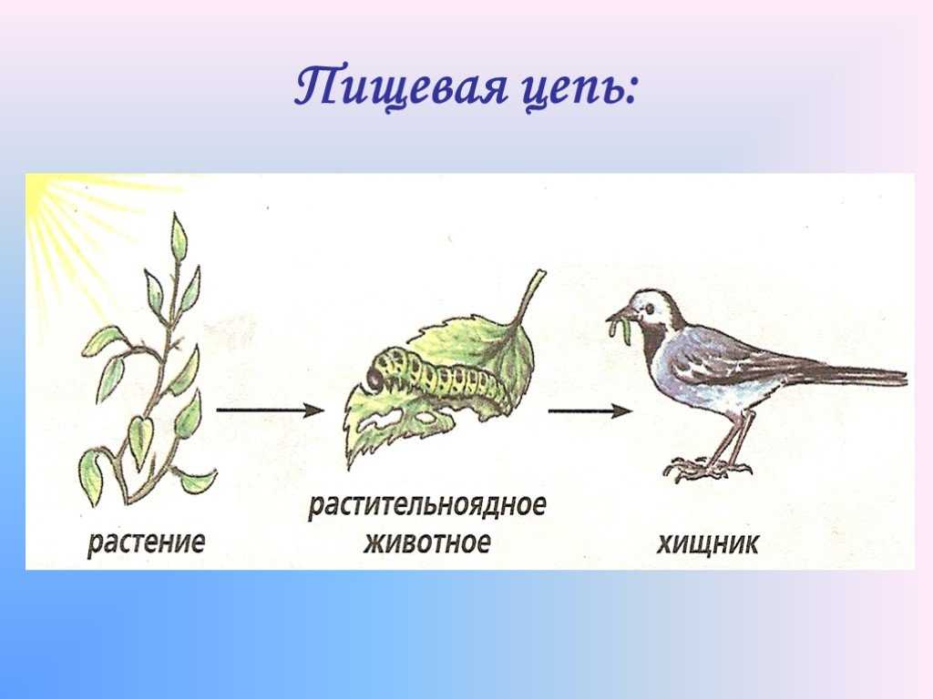 Схема пищевой цепи 5 класс биология - 88 фото