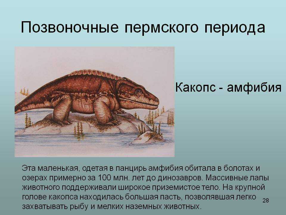 Презентация на тему период. Сеймурия Эра. Пермь период палеозойской эры животные. Пермский период палеозойской эры животные. Сеймурия Пермский период.