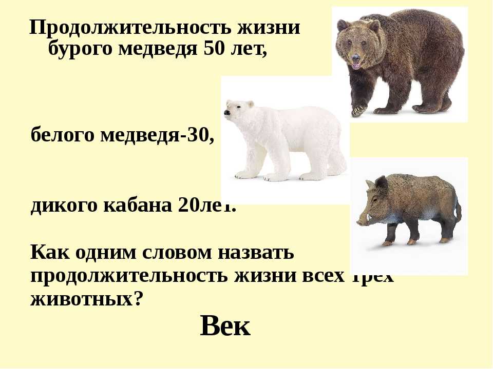 Сколько живут медведи в неволе. Продолжительность жизни бурого медведя. Сколько живут медведи. Продолжительность жизни Медв. Сколкьомживет медведь.