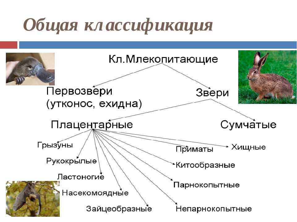 План конспект млекопитающие