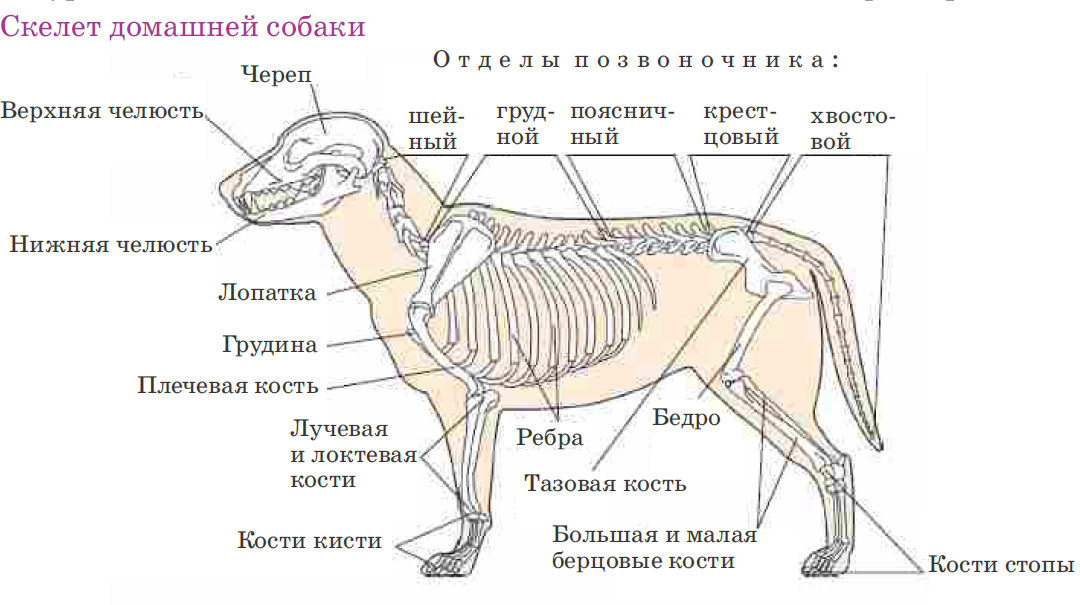 Хвостовой отдел в позвоночнике у млекопитающих. Деление скелета на отделы и звенья животных. Скелет собаки строение схема. Строение скелета собаки 7 класс. Скелет животного анатомия деление на отделы.