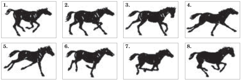 Конь 4 буквы. Фазы движения лошади для анимации. Лошади в мультипликации. Бегущая лошадь по кадрам. Покадровая анимация лошади.
