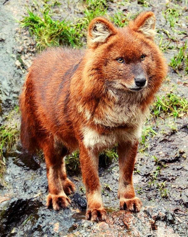 Маленького роста пламенно рыжий с клыком. Красный волк. Тянь-Шанский красный волк. Красный горный волк. Красный волк в Бурятии.