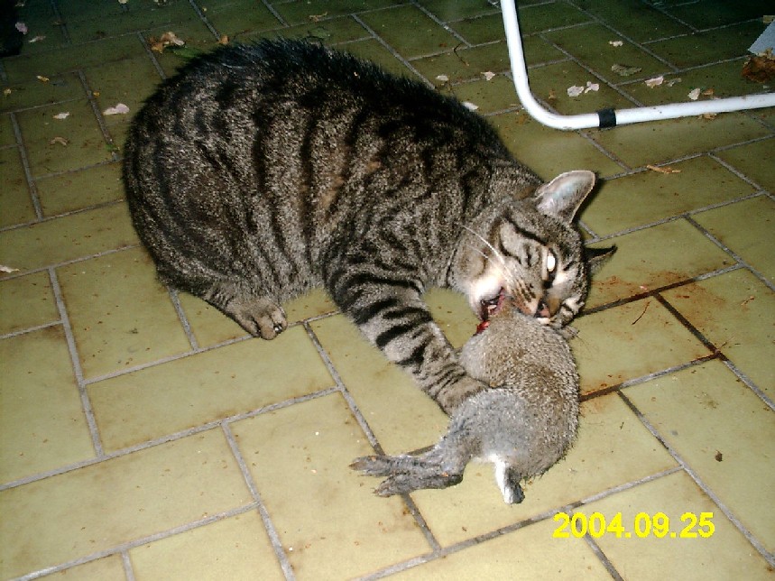 Кошка тащит котенка. Кошка несет котенка. Кошка несет мышь. Кошка принесла мышку. Кошка таскает котят.