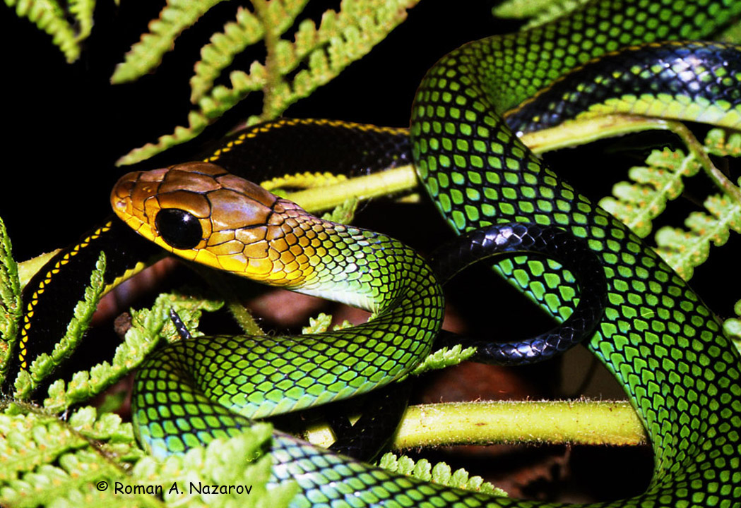 Самая ядовитая змея в мире фото и название