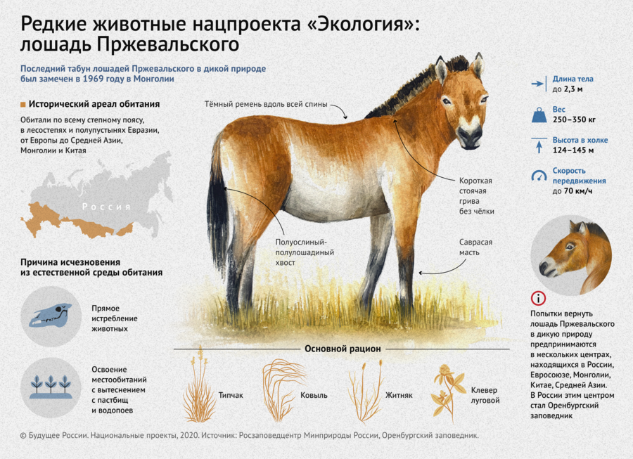 Где хранятся лошади. Лошадь Пржевальского причины исчезновения. Лошадь Пржевальского ареал. Лошадь Пржевальского место обитания в России. Лошади Пржевальского Оренбургский заповедник описание.