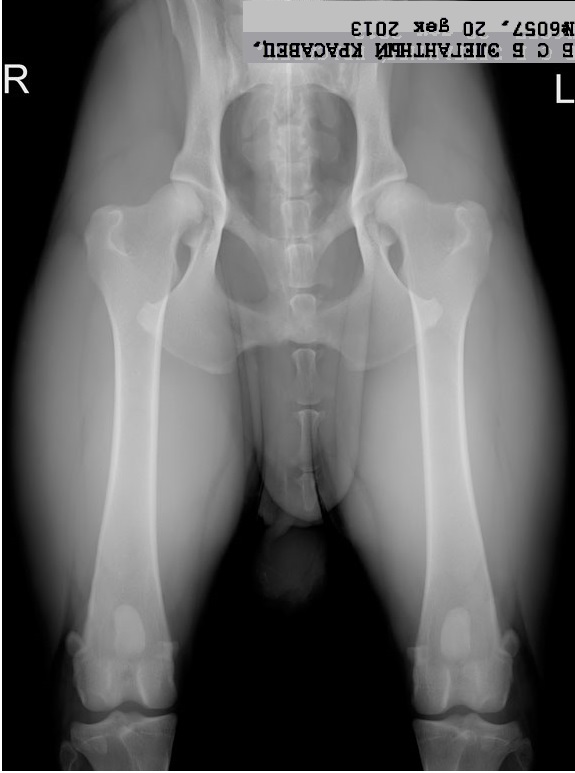 Снимки дисплазии. Дисплазия ТБС У собак рентген. Снимки для РКФ дисплазия ТБС.