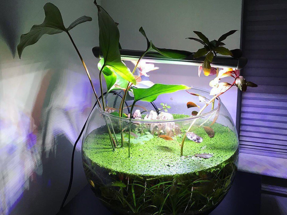 Оформление аквариума для петушка фото