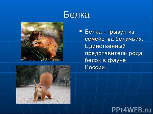 Роды белок. Белка сообщение 3 класс окружающий мир. Сообщение о белке 3 класс окружающий мир. Вид животного белка окружающий мир 3 класс. Представители растительного мира белки.