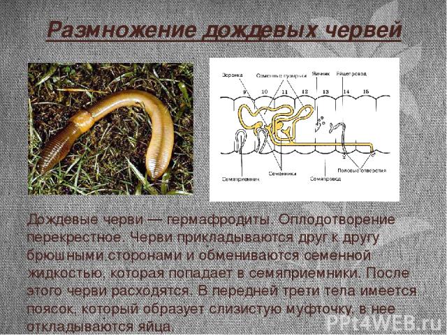 Как размножаются черви