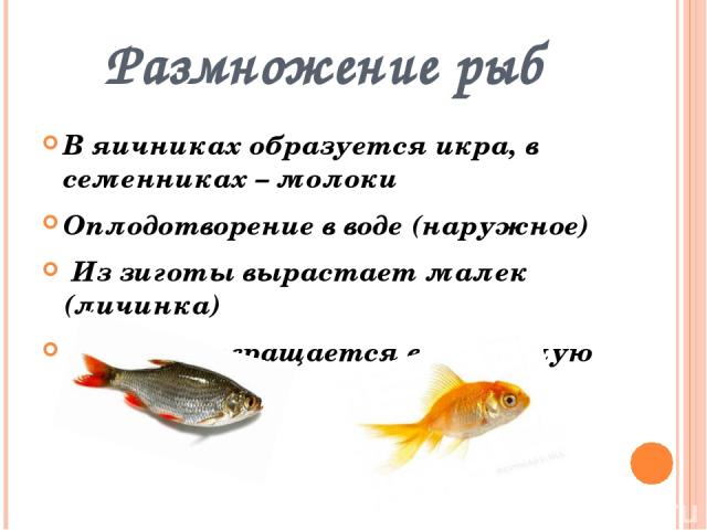 Рыбы образуют. Наружное оплодотворение у рыб. Процесс оплодотворения у рыб. Оплодотворение у большинства рыб наружное. Виды оплодотворения у рыб.