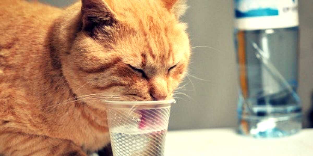 Пьет ли кошка воду
