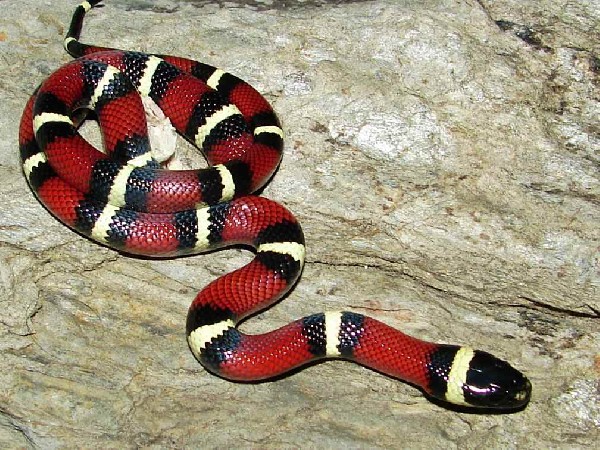 Белые змеи ядовитые. Королевская змея Скарлет. Змея красная с белыми полосками. Змея с красными полосками. Змеи красные в черную полоску.