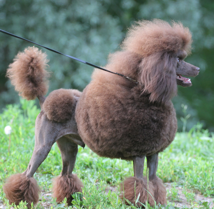 Сколько лет живут пудели. Карликовый пудель карликовый. Обросший той пудель. Карликовый пудель. Королевский пудель.