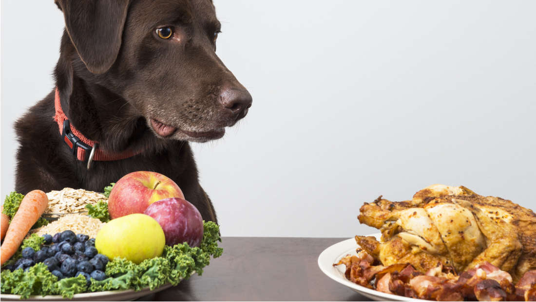 Собакам можно сырую картошку. Собака картошка. Обычная еда для собак. Диетотерапия собак.