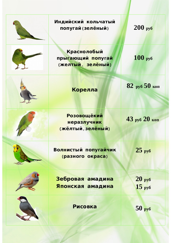 Какую траву можно давать попугаям корелла