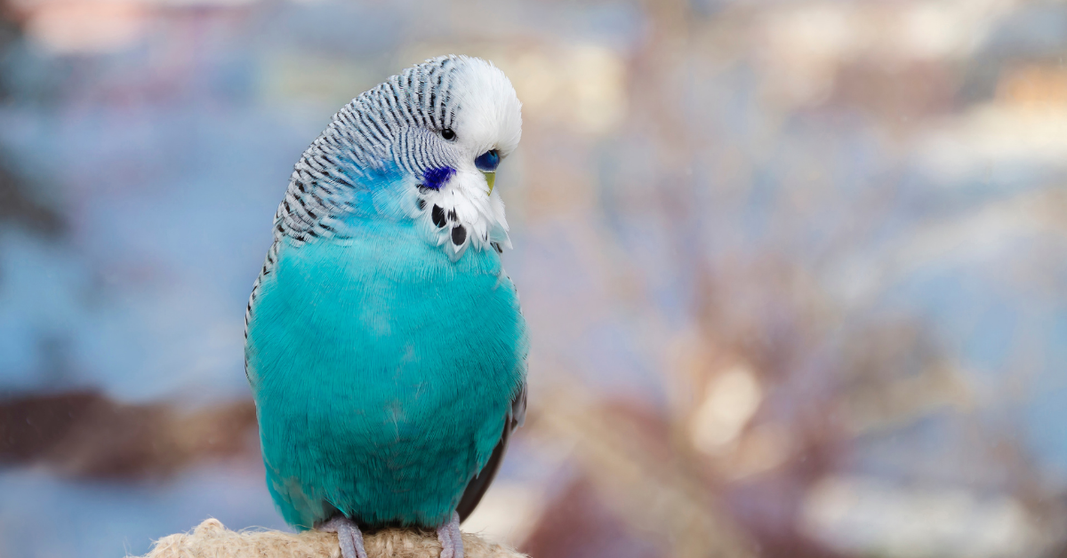 попугай волнистый голубой мальчик. волнистый попугайчик. волнистый попугай петруша. волнистый попугай зеленый. имена для голубых волнистых попугаев.