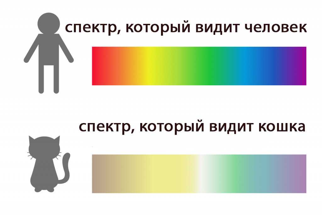 Картинки как видят животные