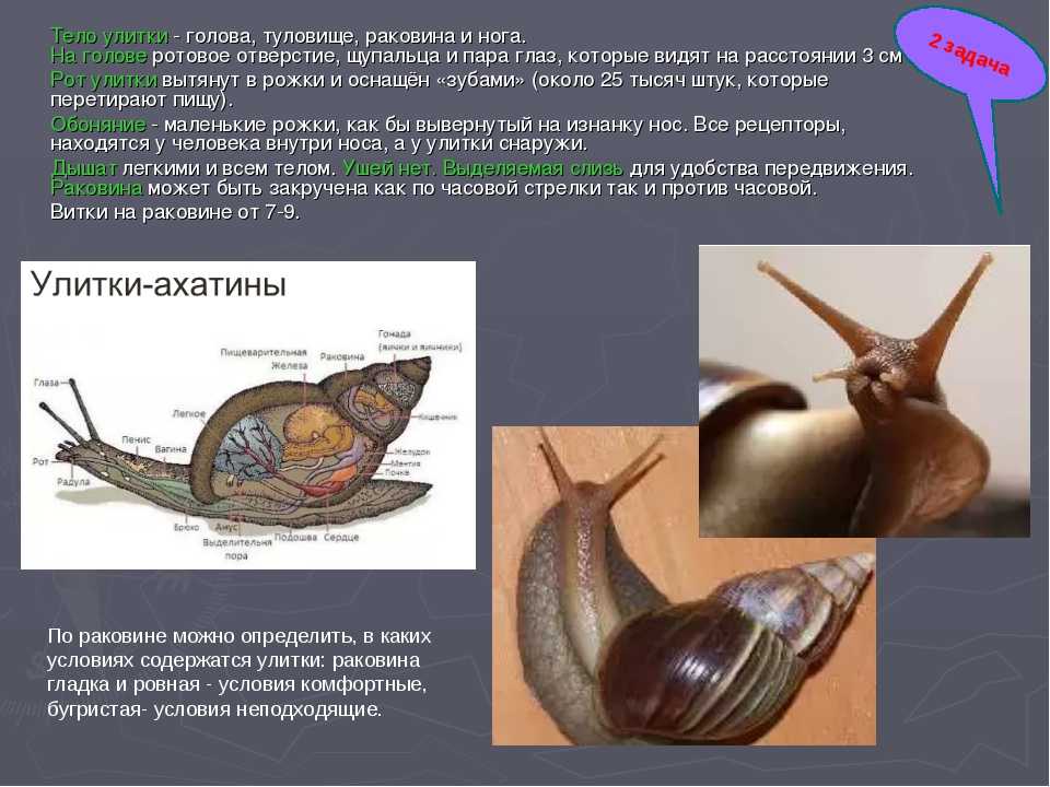 Улитки ахатины проект 1 класс