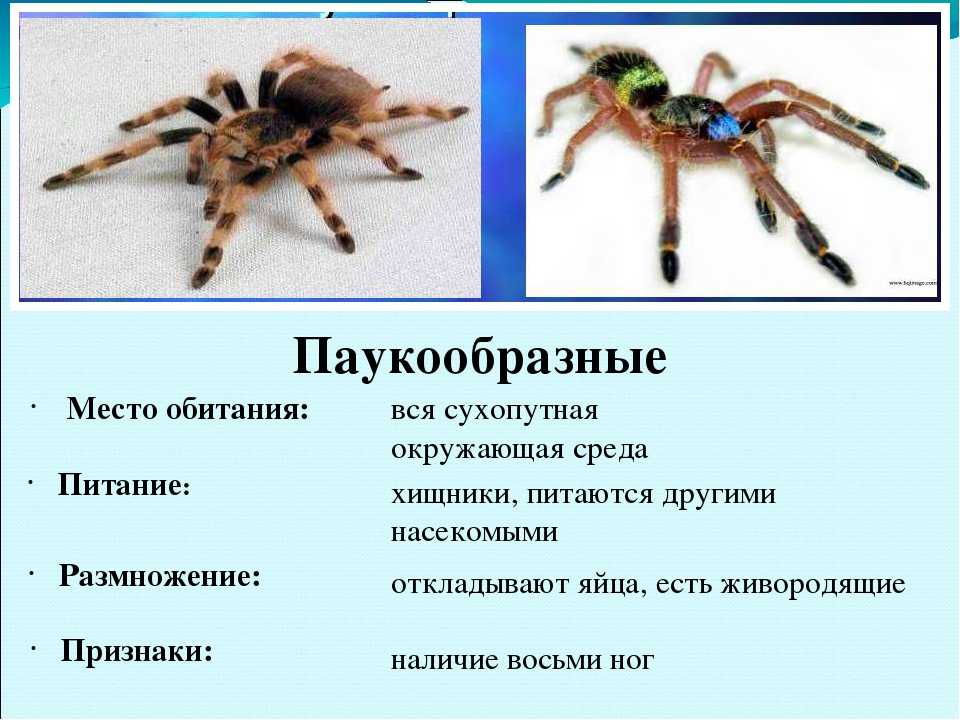 Для класса паукообразные характерно. Представители паукообразных 7 класс биология. Южнорусский Тарантул паукообразные. Размножение паукообразных таблица. Пауки характеристика.