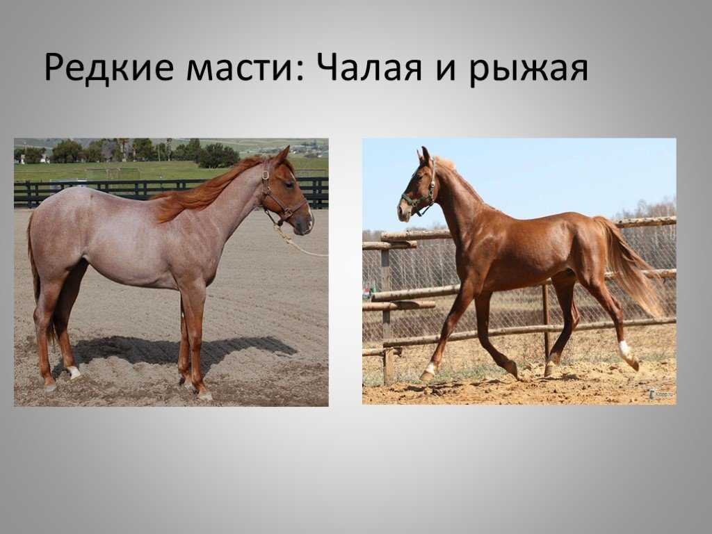 Какие названия у лошадей. Масти лошадей. Кони разных пород. Лошади разных мастей. Масти лошадей с фотографиями.