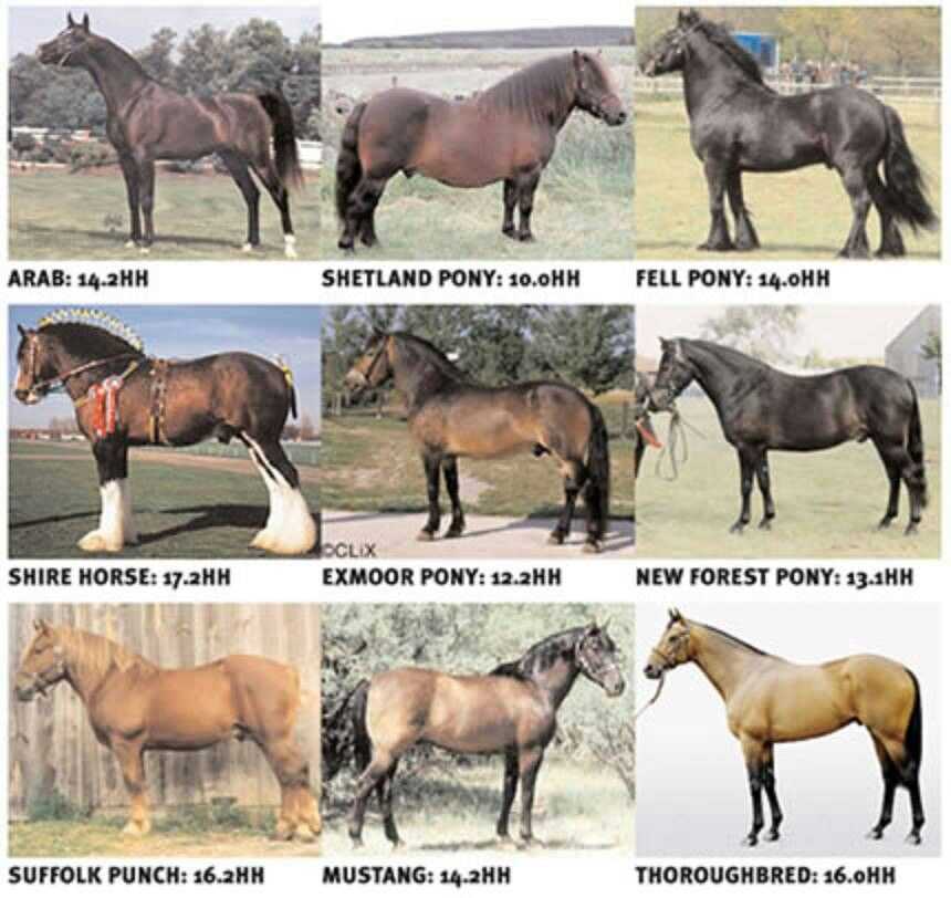 Какие названия у лошадей. Различные породы лошадей. Масти лошадей. Цвета лошадей. Окрасы лошадей.