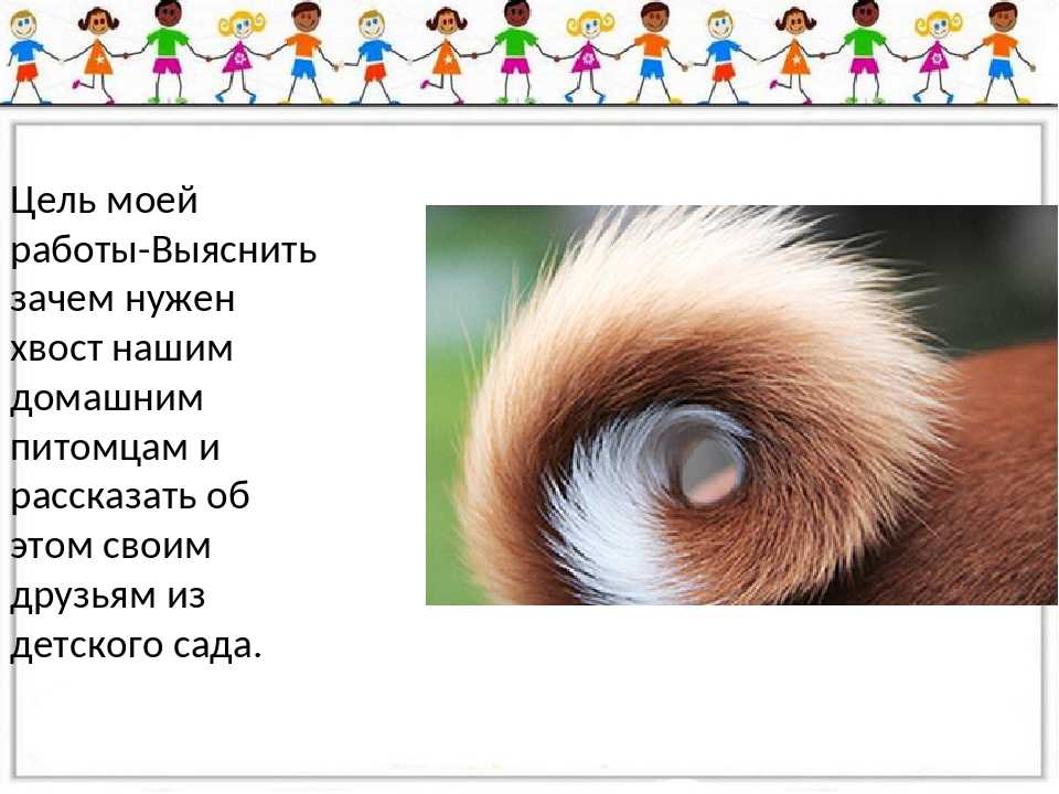 Зачем собаке нужен хвост. Зачем собаке хвост. Зачем нужен хвост. Для чего животным нужен хвост. Для чего белке нужен хвост.