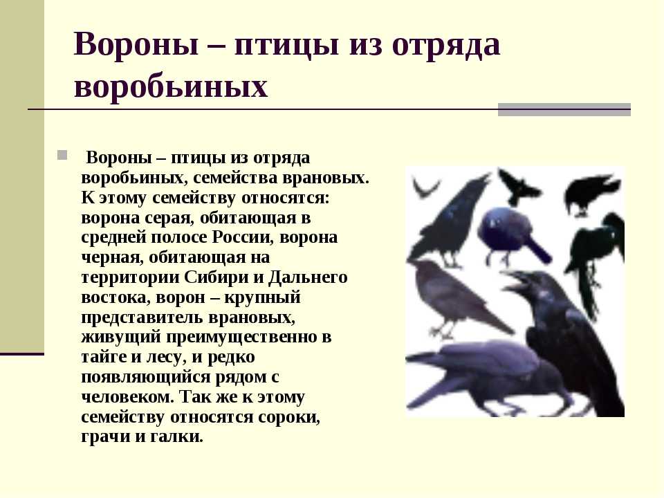 Почему вороны живут