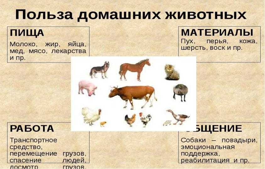 Чем отличаются домашние животные от диких