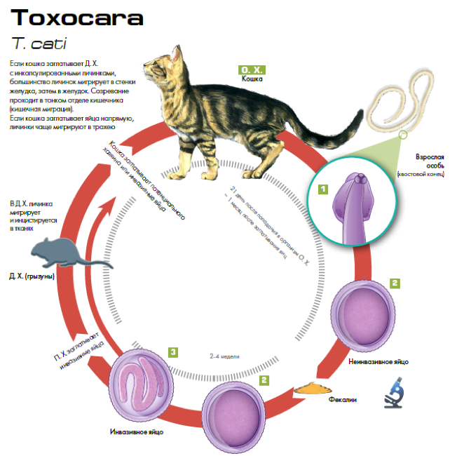 Какие глисты есть у кошки. Кошачья токсокара Toxocara cati. Глисты у кошек название с картинками.