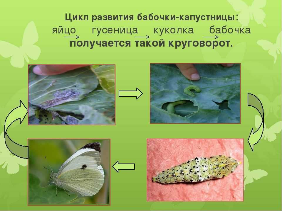 Капустная белянка неполное превращение. Жизненный цикл бабочки капустницы. Капустница Белянка. Куколка капустной белянки. Цикл развития бабочки капустницы.