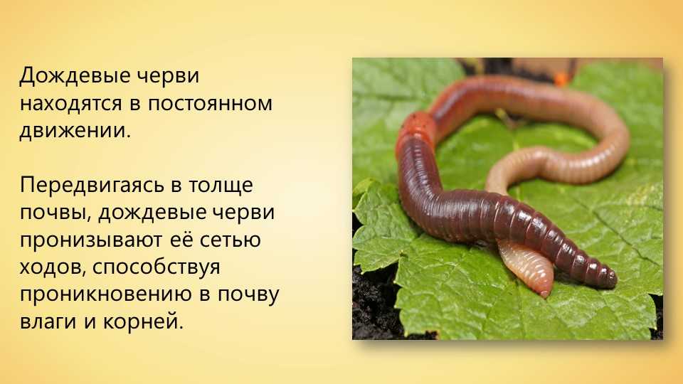 Сообщение о червях. Червяк описание для детей.