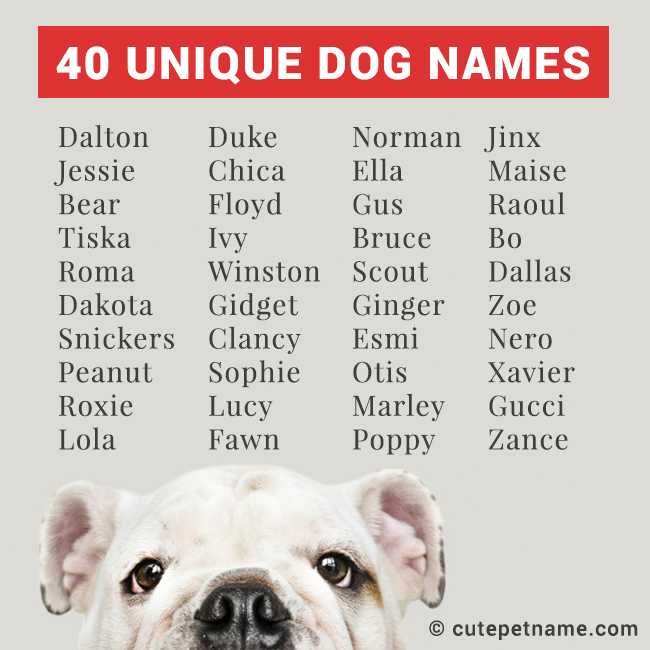 Как назвать щенка имена