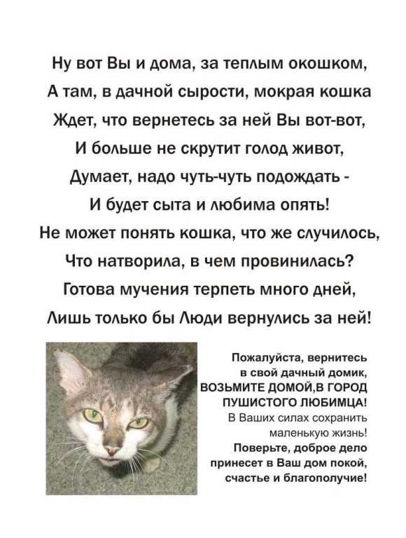 Почему кошка умирает дома. Стих про кошку. Стихи про бездомных кошек. Стихи про брошенных животных. Грустные стихи о котах.
