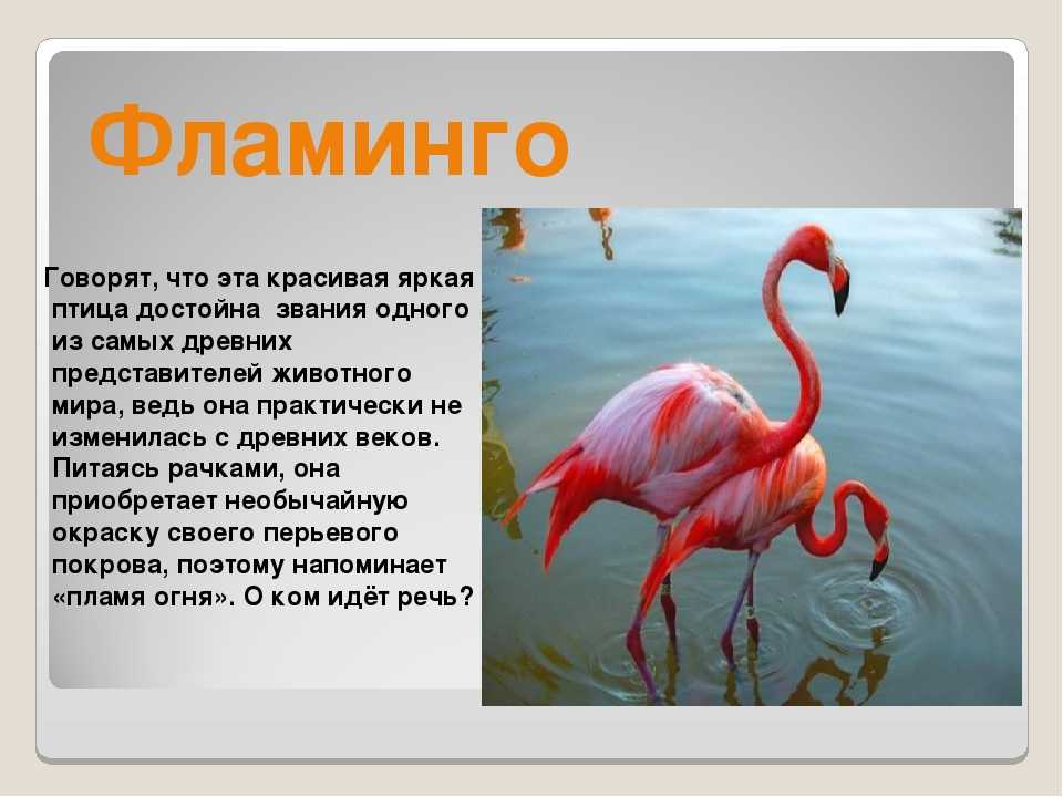 Фламинго сообщение. Краткая характеристика Фламинго. Фламинго краткое описание. Краткое сообщение о Фламинго. Розовый Фламинго описание.