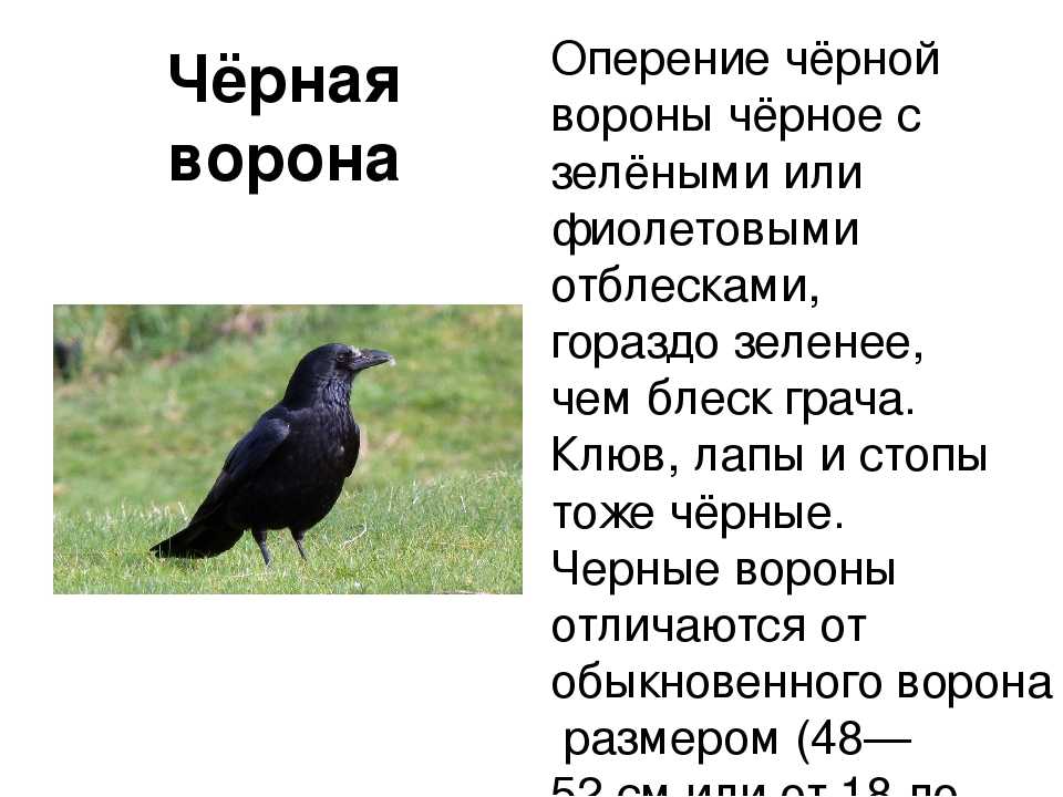 Текст сравнение птиц размер и цвет. Грач. Описание вороны. Грач фото. Ворон обыкновенный.