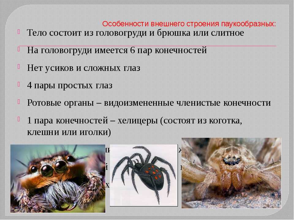 Среда жизни пауков. Особенности строения паукообразных. Особенности внешнего строения паукообразных. Особенности внутреннего строения паукообразных. Особенности класса паукообразные.