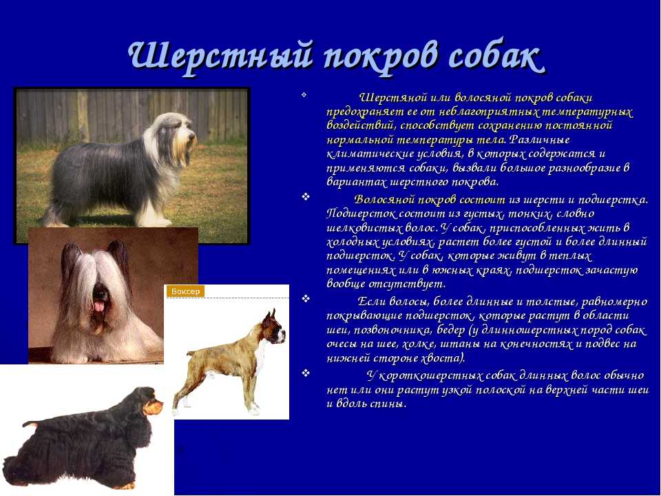 Функции собаки. Виды шерсти у собак. Шёрстный Покров собаки. Строение шерсти собаки. Типы волос у собак.