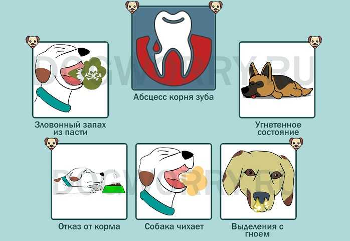 Почему у собаки воняет рот. Собака чихает и фыркает причины. Причины чихания у собак. Как вызвать чихание у собаки.
