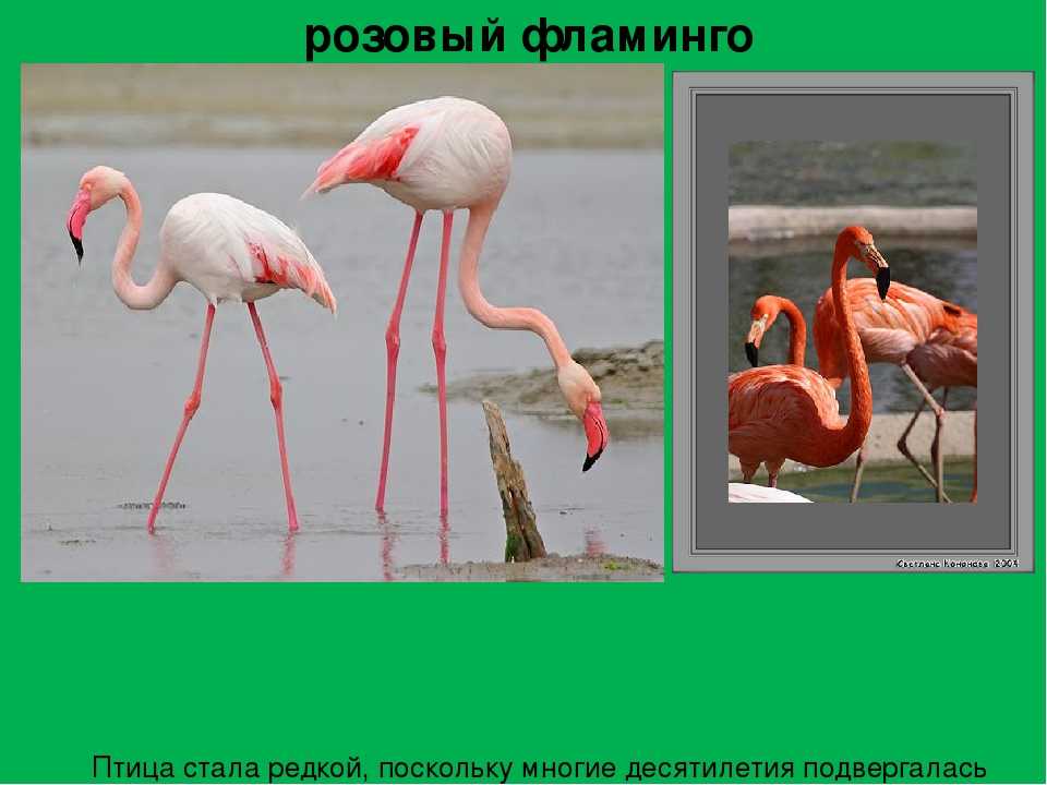 Фламинго сообщение. Сообщение о Фламинго. Розовый Фламинго презентация. Охрана животных Фламинго. Животные красной книги розовый Фламинго.