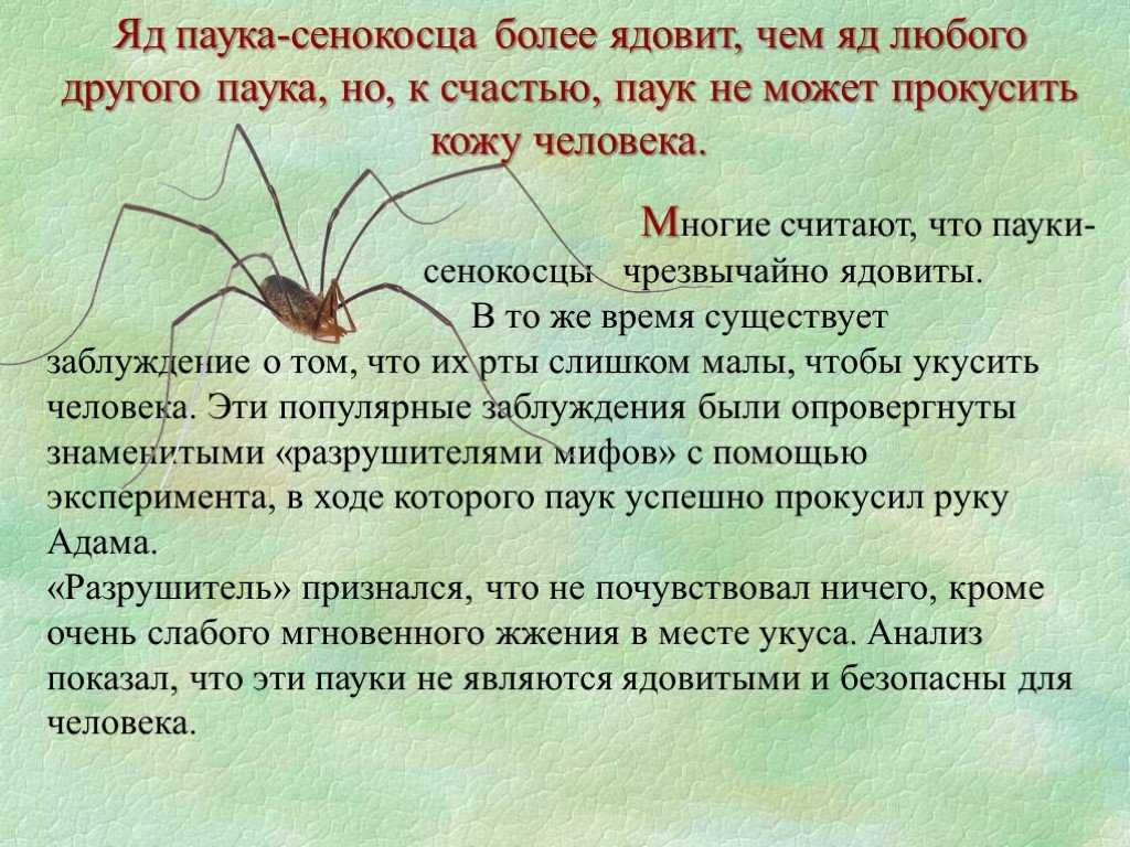 Адаптация паукообразных. Паук сенокосец опасен. Опасен ли паук сенокосец. Сенокосец обыкновенный опасен. Паук сенокосец Домовой.