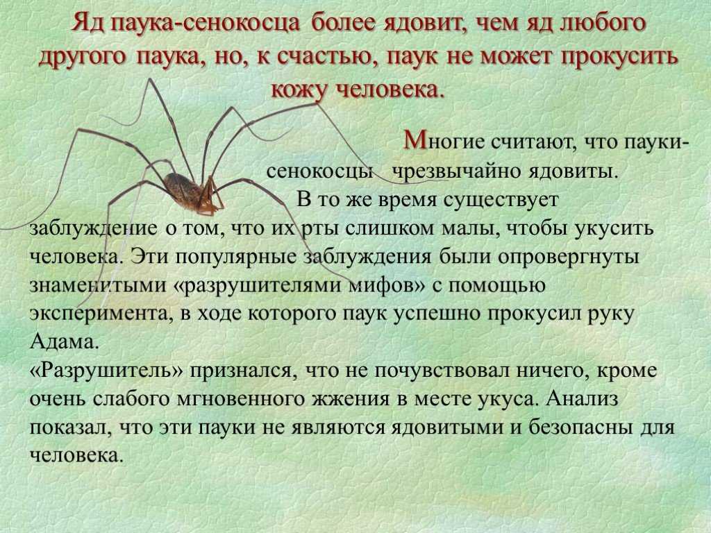 Паукообразные среда обитания. Паук сенокосец Домовой. Паук Скорпион сенокосец это. Паук сенокосец опасен. Сенокосец обыкновенный опасен.