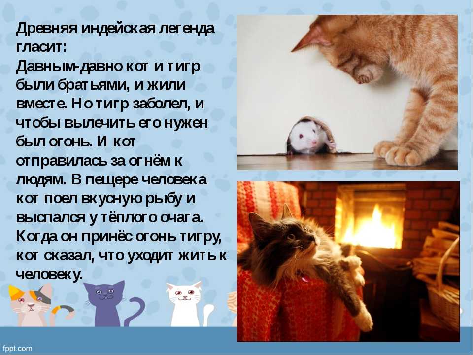 Коты легенды. Легенда о кошке. Мифы о кошках. Легенда о кошке 2 класс. Предание про кошку.