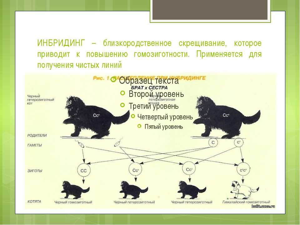 Селекционер скрестил кошку чистой линии с черным. Инбридинг и аутбридинг. Инбридинг близкородственное скрещивание. Инбридинг схема. Близкородственное скрещивание животных.