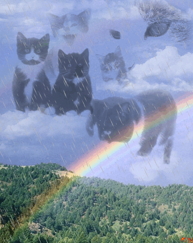 Ушедшие питомцы. Кот с радугой. Кошка на радуге. Кот ушел на радугу. Кошка ушла на радугу.