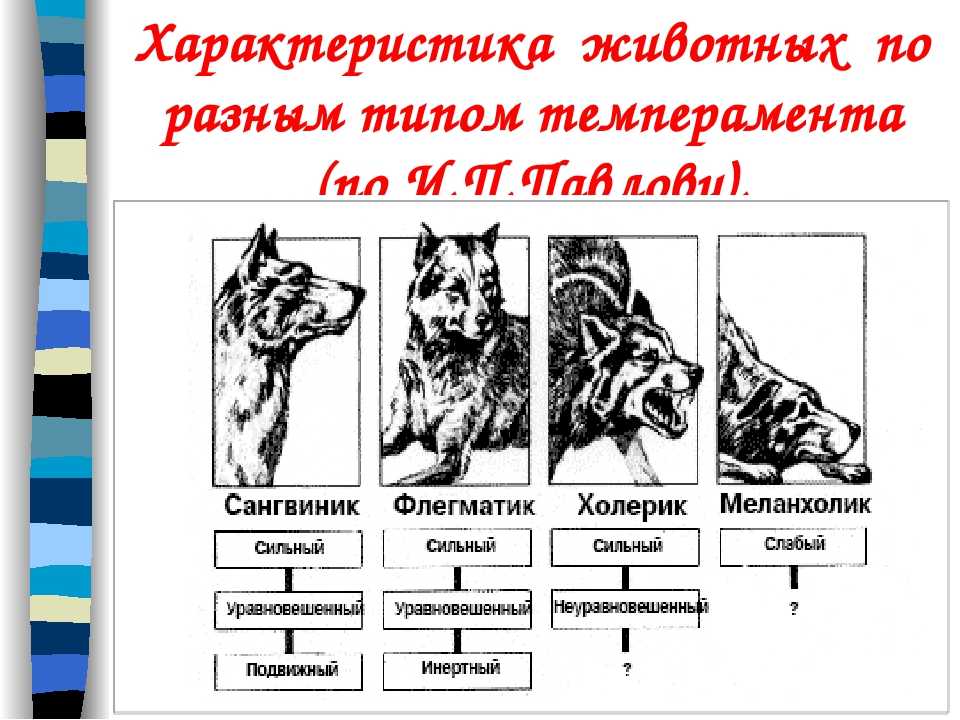 Темперамент животных