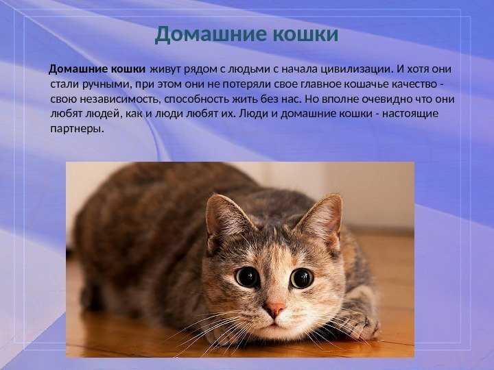 9 качеств кошки. Описание кошки. Породы домашних кошек. Описание домашней кошки. Европейская порода кошек.