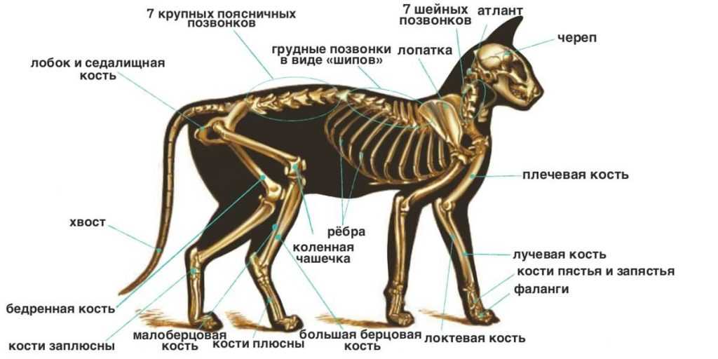 Скелет кота фото с описанием костей