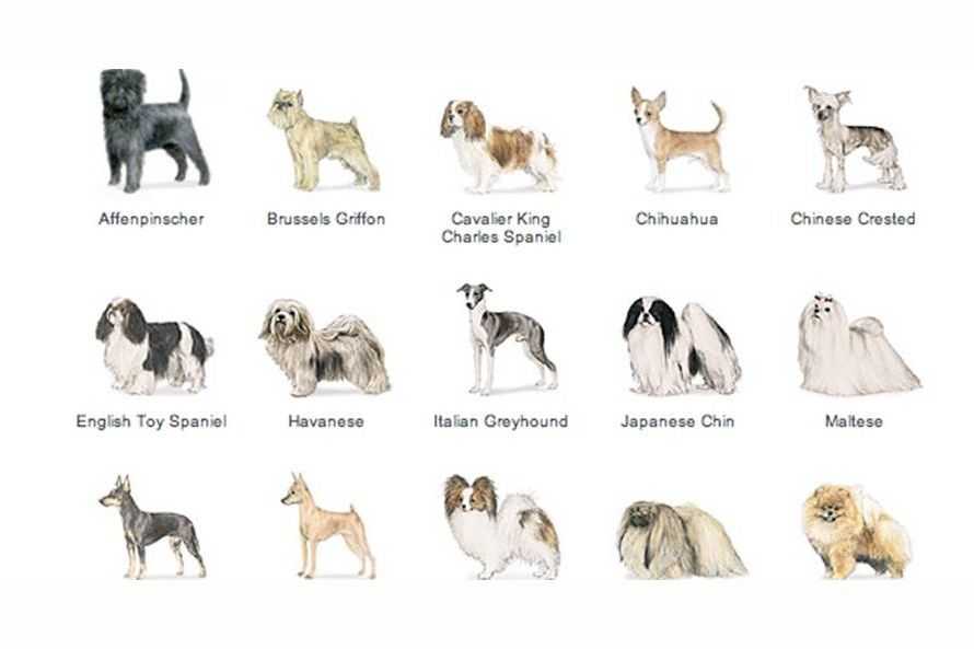 На букву клички кобелей. Название собак. Клички для собак. Породы собак с именами. Породы собак для аллергиков.